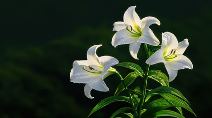 Naklejka premium easter sunrise service. Fresh Easter lilies glistening with morning dew in nature beauty