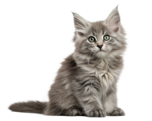 Cute Nibelung Kitten Sitting At White background. Gray Kitten portrait isolated on white