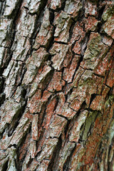 Close-Up of Textured Tree Bark