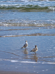 Gulls, or colloquially seagulls, are seabirds of the subfamily Larinae. They are most closely related to terns and skimmers, distantly related to auks, and even more distantly related to waders.