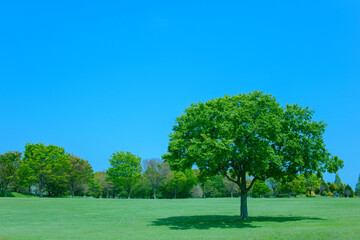 Fototapeta premium 緑の公園