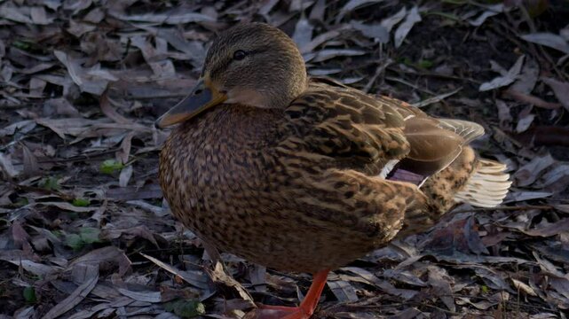 a beautiful wild duck stands on the shore of a lake