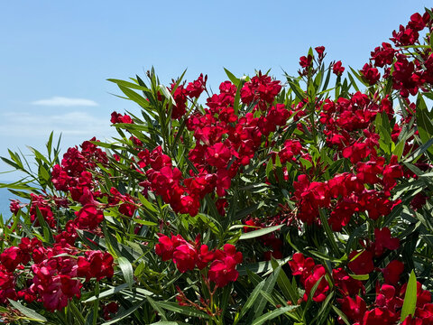 Oleander Nerium red flowers bright blossom.