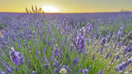 Lavender fields