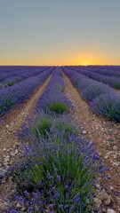 Lavender fields