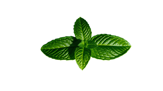 Photo of fresh mint leaf isolated on transparent background.png