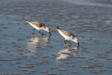 A pair of Sanderlings probe wet sand for tiny prey on a wave-washed beach