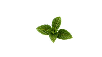 Obraz premium Photo of fresh mint leaf isolated on transparent background.png