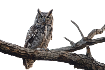 Wise Owl Resting on a Thick Tree Branch