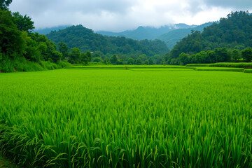 Obraz premium A field of green grass with mountains in the background
