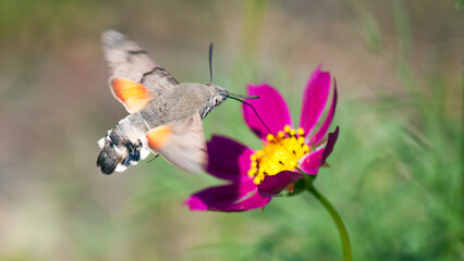 butterfly on flower