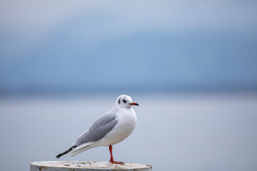 Seagull on a pontoon
