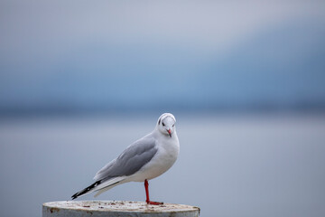 Seagull on a pontoon