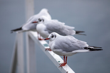 Seagulls on a pontoon