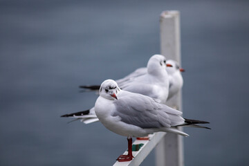 Seagulls on a pontoon
