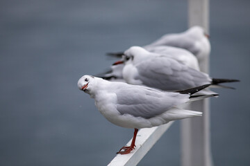 Seagull on a pontoon