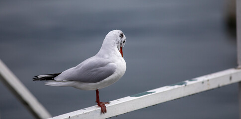Seagull on a pontoon
