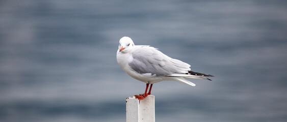 Seagull on a pontoon