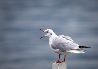 Seagull on a pontoon