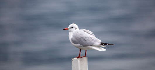 Seagull on a pontoon