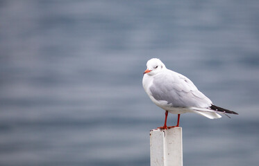 Obraz premium Seagull on a pontoon