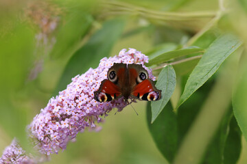 Paon du jour (Aglais io)
Aglais io on an unidentified flower or plant
