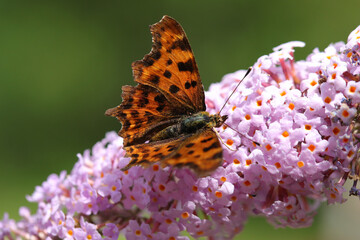 Robert-le-diable (Polygonia c-album)
Polygonia c-album on an unidentified flower or plant
