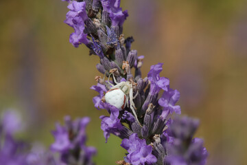 Misumène (Misumena vatia)
Misumena vatia in its natural element

