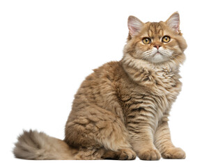 Obraz premium Selkirk Rex Cat Sitting on White Background. Curly-haired Selkirk Rex Cat isolated on white