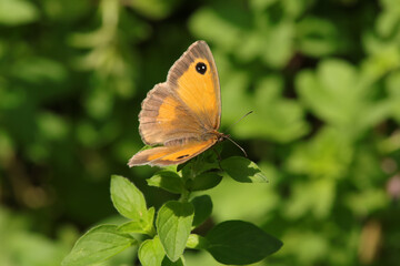 Amaryllis (Pyronia tithonus)
Pyronia tithonus on an unidentified flower or plant
