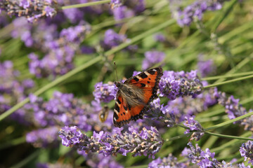 Petite Tortue (Aglais urticae)
Aglais urticae on an unidentified flower or plant
