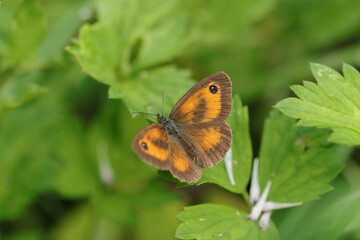 Amaryllis (Pyronia tithonus)
Pyronia tithonus on an unidentified flower or plant
