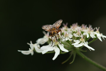 Ectophasia crassipennis
Ectophasia crassipennis in its natural element
