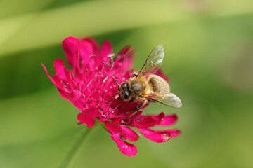 Abeille domestique --- Abeille mellifère (Apis mellifera)
Apis mellifera on an unidentified flower or plant
