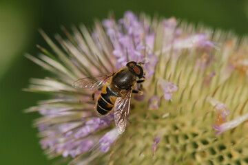 Eristalis nemorum
Eristalis nemorum in its natural element
