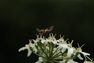 Ectophasia crassipennis
Ectophasia crassipennis in its natural element
