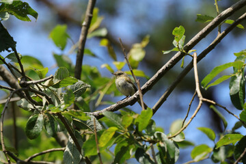 Pouillot véloce (Phylloscopus collybita)
Phylloscopus collybita in its natural element
