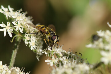 Eristale des Fleurs (Myathropa florea)
Myathropa florea on an unidentified flower or plant
