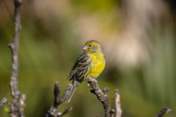 Kanarengirlitz Vogel sitzt auf einem Ast 