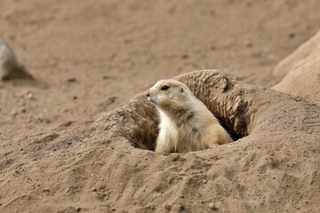 巣穴から顔を出したプレーリードッグ