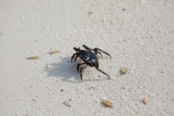 Krabber im Sand