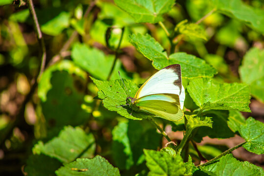 Leptophobia aripa, Green-eyed butterfly with white or yellow wings with black spots, on a leaf and a blurred background, White Mustard Butterfly, in the sierra de guadalupe, state of mexico
