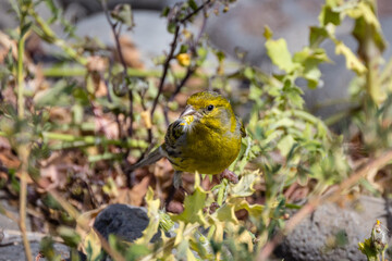 Kanarengirlitz frisst Samen 