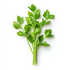 Obraz premium Close-up of fresh celery stalks isolated on a white background, perfect for health and wellness concepts