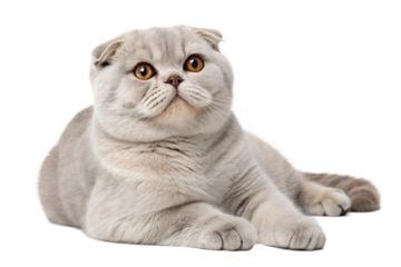 Adult grey Scottish fold cat isolated on a white background. Scottish fold cute cat laying in front of white background