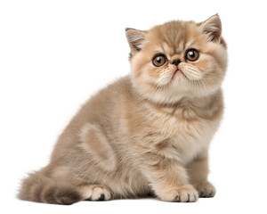 Exotic Shorthair kitten, isolated on white background. Cute Exotic kitten standing in front of white background