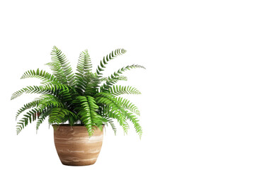Obraz premium Decorative Boston Fern in Pot
