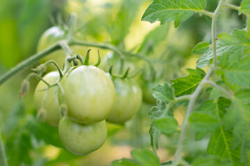 Bunch of unripe green tomatoes on a background of juicy green leaves, selective focus. High quality photo