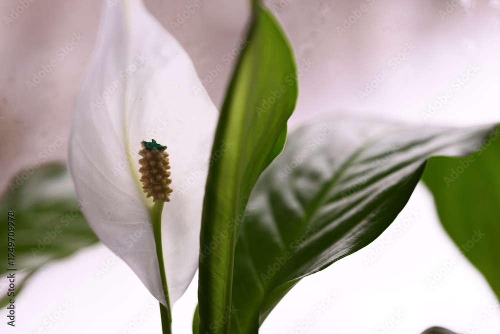 Aufkleber close-up of a white flower with green leaves, suitable for use in botanical or still life compositio