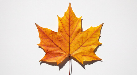 Obraz premium maple leaf isolated on white